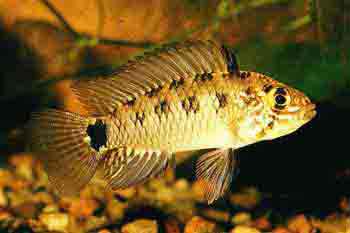 Apistogramma inconspicua